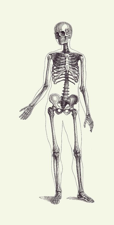 Full Body Skeleton Vintage Anatomy Poster 2 Drawing By Vintage