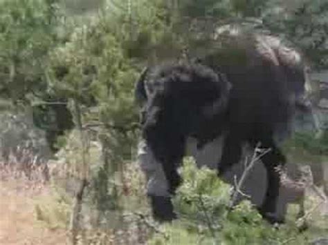 338 likes · 3 talking about this. Un bison pas futé ! - YouTube
