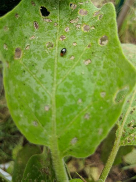 That little black bug on mums is undoubtedly an aphid — a chrysanthemum aphid, to be exact. What is this bug eating my eggplant? Shiny black and they ...