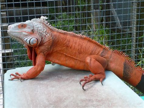 Types Of Iguanas For Pets Best And Worst Iguana List As Pets
