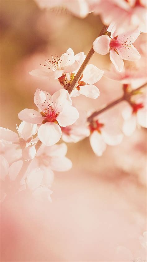 Mp02 Spring Flower Sullysully Cherry Blossom Nature Bokeh Wallpaper