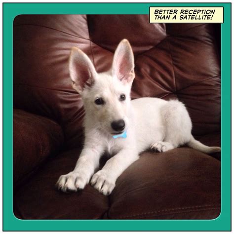 12 Week Old Arabella White German Shepherd Puppy Shepherd Puppies