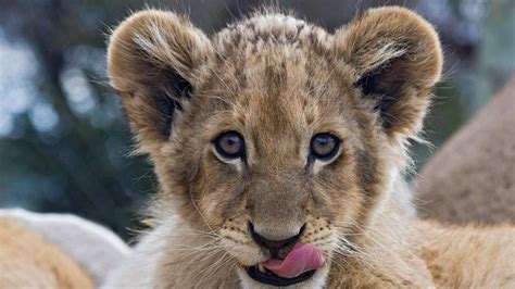 African Lion Cubs Make First Appearance At Hyderabad Zoo