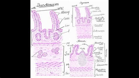 Duodenum Jejunum And Ileum Histology Diagrams YouTube