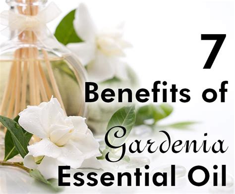 8 Benefits Of Gardenia Essential Oil Healthy Focus