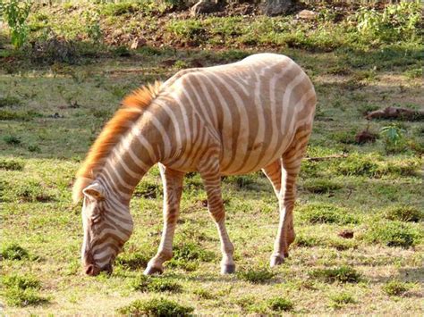 The Golden Zebra Also Known As An Albino Zebra Is Extremely Rare But