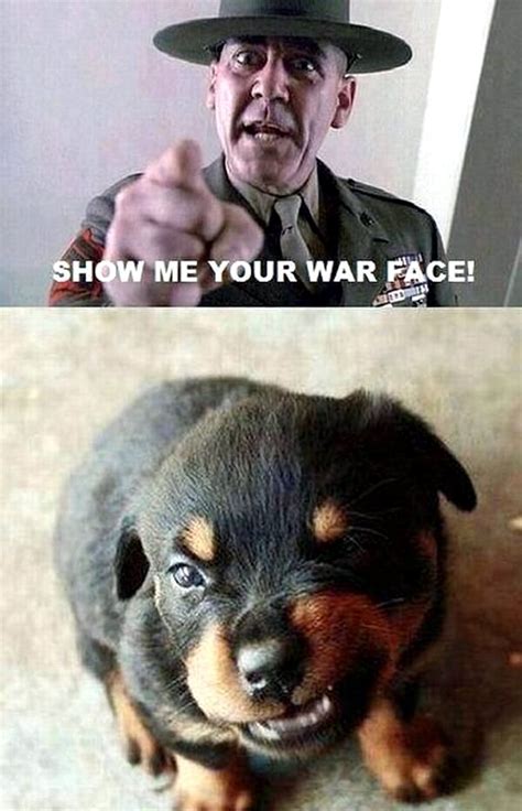 Show Me Your War Face Puppy Daily Picks And Flicks