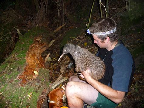 Kiwi The National Animal Of New Zealand