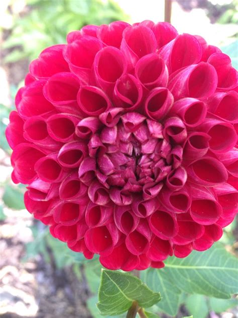 They are produced by swisher international inc. Pom Pom dahlia | Flowers, Plants, Dahlia