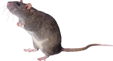 Mice Hd Png Transparent Mice Hdpng Images Pluspng