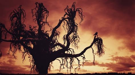 Premium Photo Spooky Tree Night Background