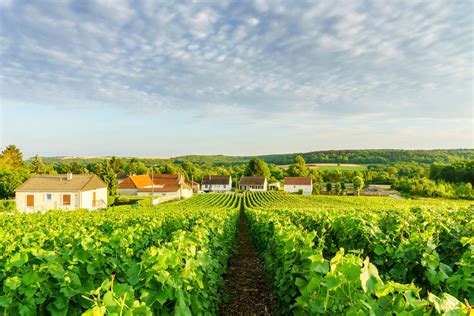 Guided visit of notre dame de reims cathedral. Champagne Cellars and Vineyards in Reims, Epernay and Troyes