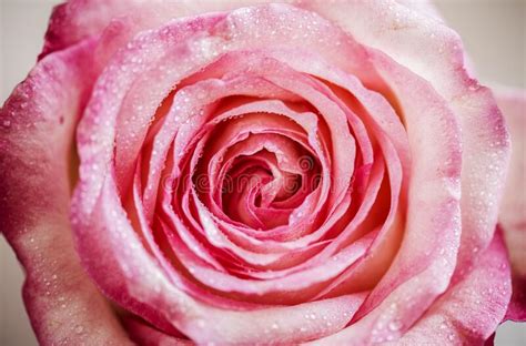 Closeup Of Blooming Pink Rose Stock Image Image Of Spring Flourish