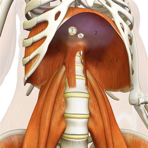 The Diaphragm Psoas Connection Trigger Point Massage Pinterest