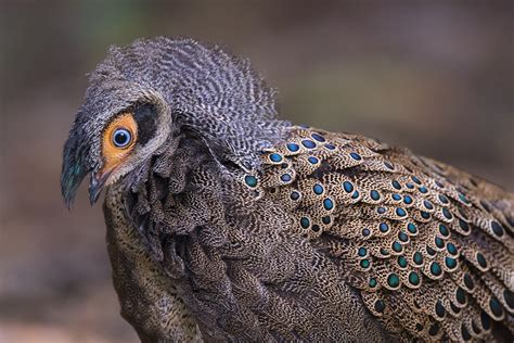 Polyplectron Malacense Male Malay Peacock Pheasant Flickr
