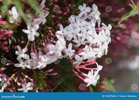 Pink Jasmine Stock Photo Image Of Bush Beauty Floral 145379464