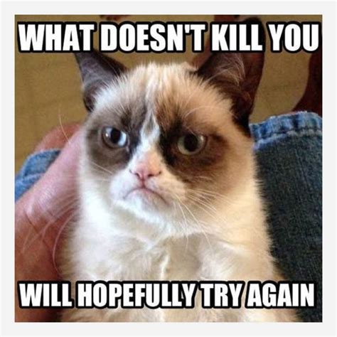 9 Best Grumpy Cat Memes