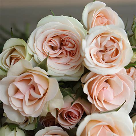 Wholesale Creamy Pink Spray Roses ᐉ Bulk Creamy Pink Spray Roses On