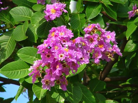 We did not find results for: State Flowers And Trees of India | Snaplant.com