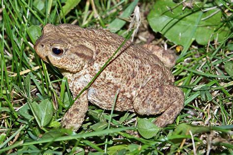 Der garten wird es einem danken und die natürlichen gleichgewichte können sich mit der zeit wieder einstellen. Bufo bufo / Erdkröte / Kröten - Bufonidae