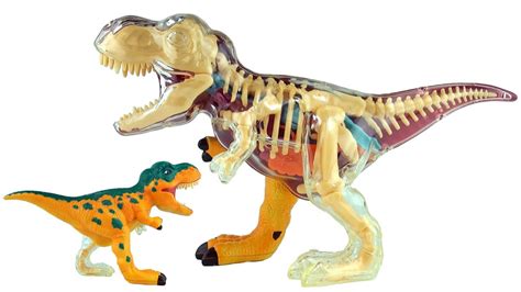 x ray fun tyrannosaurus rex 3d puzzle t rex dinosaur model 3d dinosaurs speed build youtube