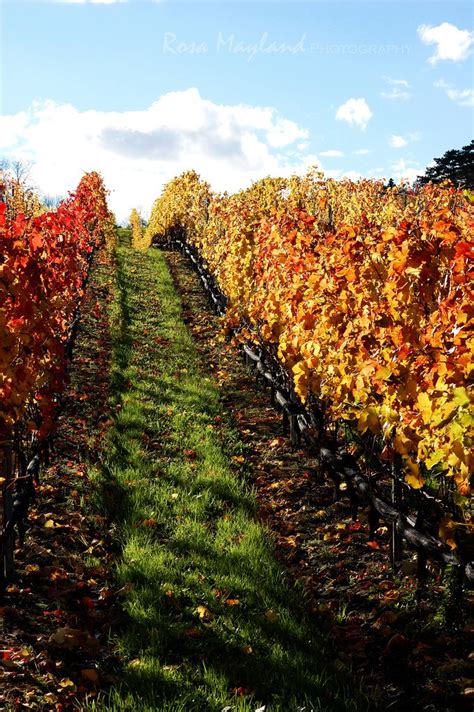 An Autumn Walk Through The Vineyards Vineyard Photo Autumn