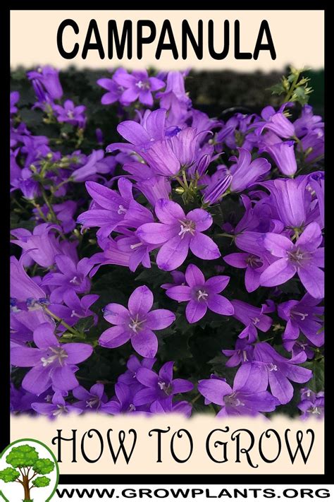 Campanula How To Grow And Care Grow Bellflower Plant