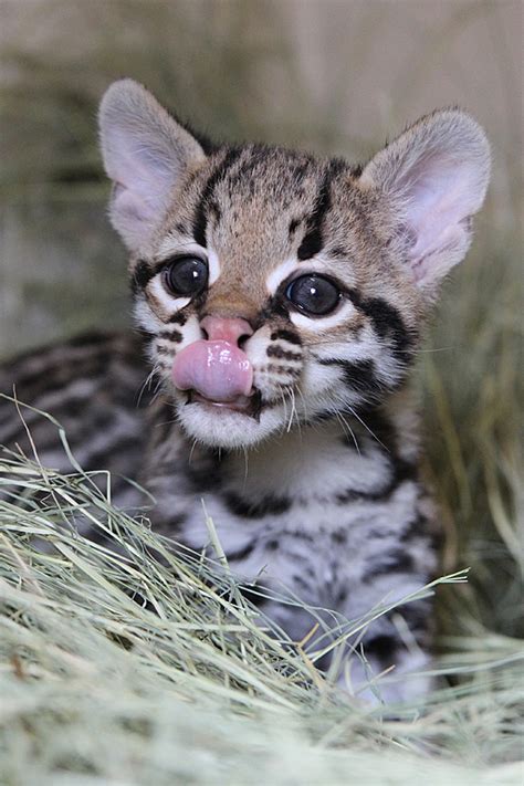 Miracle Ocelot Kitten Born At Cameron Park Zoo Zooborns
