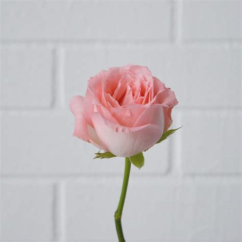 Meaning of color of roses: Roses Color and Number of Stalks Meaning | Scentales Florist