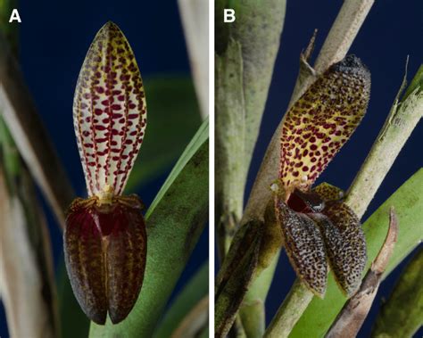 The term sepalum was coined by noël martin joseph de necker in 1790, and derived from greek σκέπη skepē 'covering'. Fenestrate dorsal sepal in E. aspasicensis (A, Karremans ...