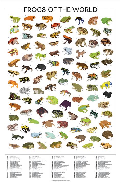 Frogs Of The World Poster Print Types Of Frogs Poster Frog Etsy