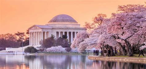 What To Do At Dcs National Cherry Blossom Festival