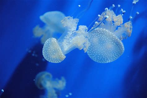 Free Images Sea Nature Ocean Flower Underwater Jellyfish Blue