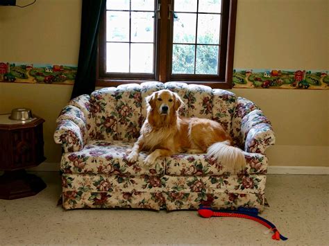 Download Aspen's daycare used to be a nursing home, so each dog ...