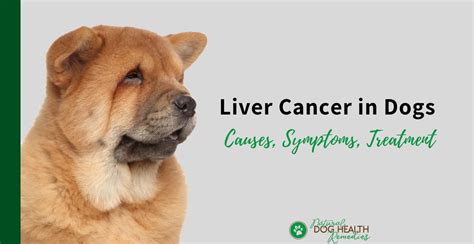 Signs Of Liver Cancer In Small Dogs Liver Cancer In Dogs Types