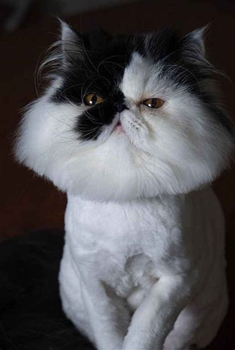 Long Hair Persian Cat Grooming Pets Lovers