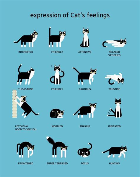 Expression Of Cats Feelings Coolguides