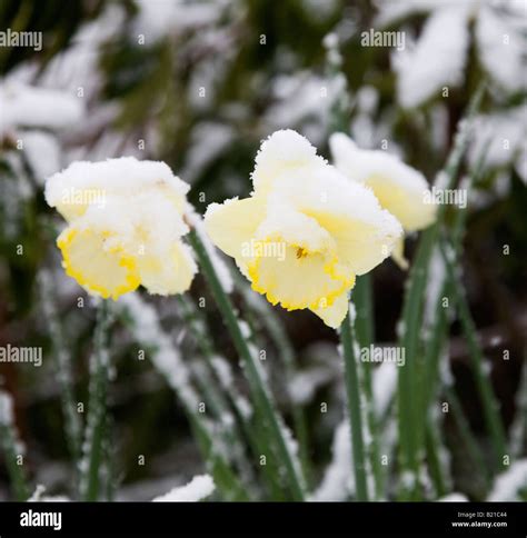 English Garden In Snow Hi Res Stock Photography And Images Alamy