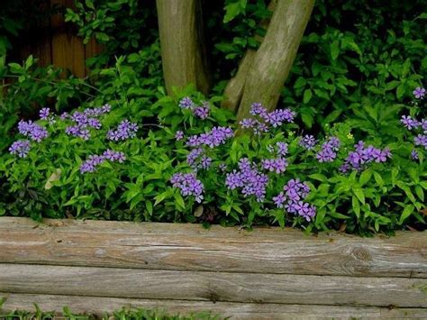 Plantfiles Pictures Louisiana Blue Phlox Woodland Phlox