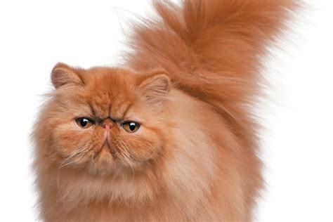 Recognized by the cat fancy since the late 19th century, it was developed first by the english. The Persian Cat — Get to Know the Princess of the Cat ...