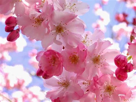 Bunga sakura 10 1 pelajarindo com. 30+ Gambar Bunga Sakura Dan Warnanya