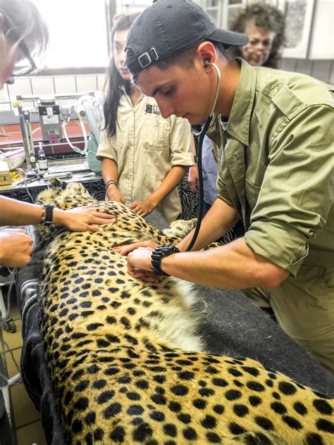 Cheetah Conservation Fund Wildlife