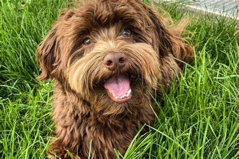 All About Chocolate Havanese Are These Dogs Healthy