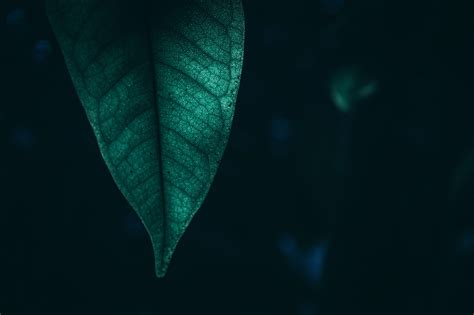 Leaf 4k Wallpapers Top Free Leaf 4k Backgrounds Wallpaperaccess