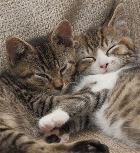Sleeping Tabby Kittens Stock Image Image Of Cute Forever 27487069