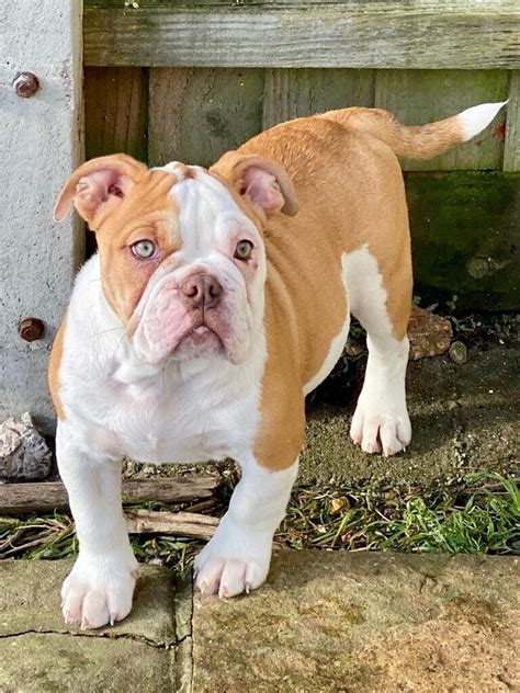 Only 1 Gorgeous Old English Bulldog Puppy In Portland Dorset Gumtree