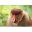 Brunei Extension Proboscis Monkey Tour  My Holiday 2