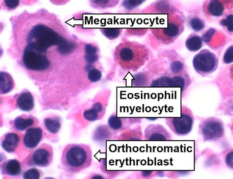 Erythrocytes Histology Concise Medical Knowledge