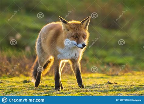 Wild Red Fox Vulpes Vulpes At Sunset Stock Photo Image Of Outdoors