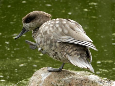 Marbled Teal Duck At Lotherton Hall Uk By Vickiedesigns On Deviantart